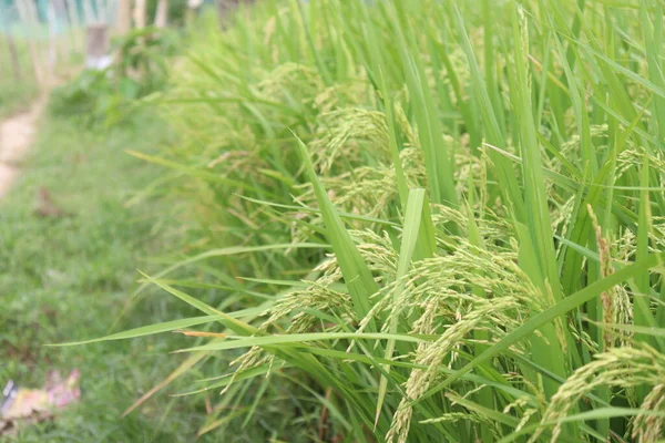 Paddy Maduro Árbol Granja Para Cosecha — Foto de Stock