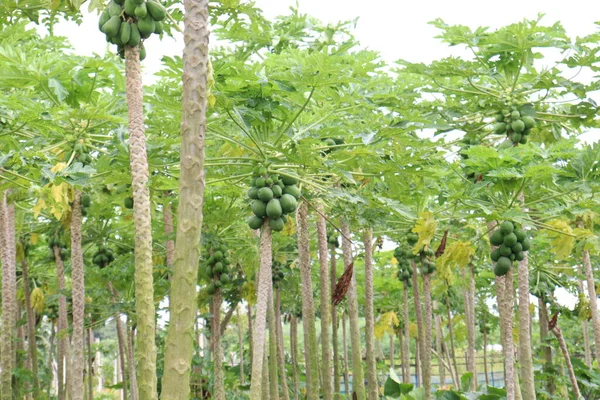 Grüne Und Gesunde Rohpapaya Brühe Auf Dem Baum Der Farm — Stockfoto