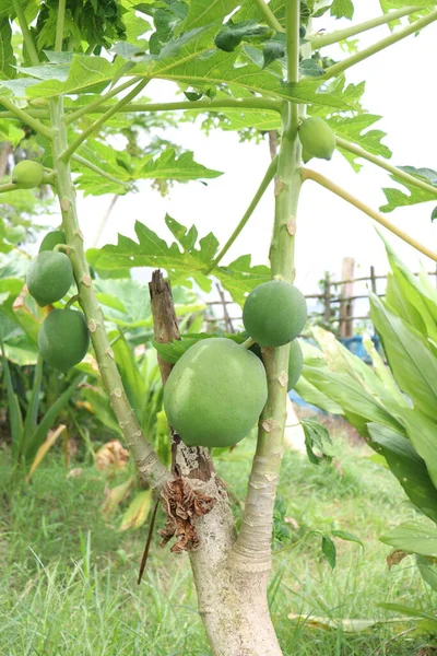 Green Healthy Raw Papaya Stock Tree Farm Harvest — Stockfoto