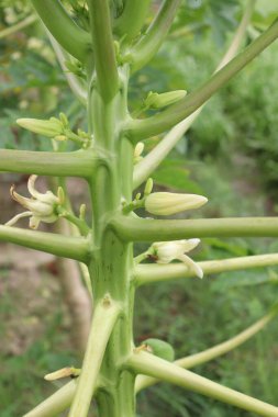 Tarlada hasat için ağaçta papaya çiçeği