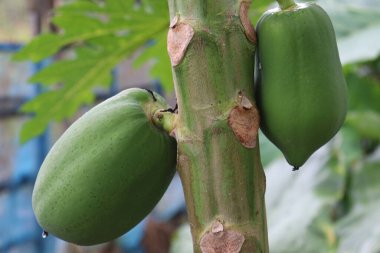 yeşil ve sağlıklı çiğ papaya stoğu çiftlikteki ağaçta hasat için