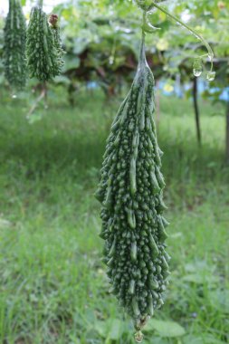 Hasat için çiftlikteki ağaçta sağlıklı çiğ kavun