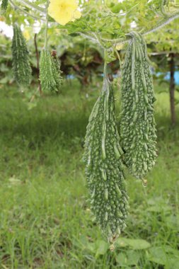 Hasat için çiftlikteki ağaçta sağlıklı çiğ kavun