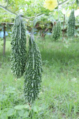 Hasat için çiftlikteki ağaçta sağlıklı çiğ kavun