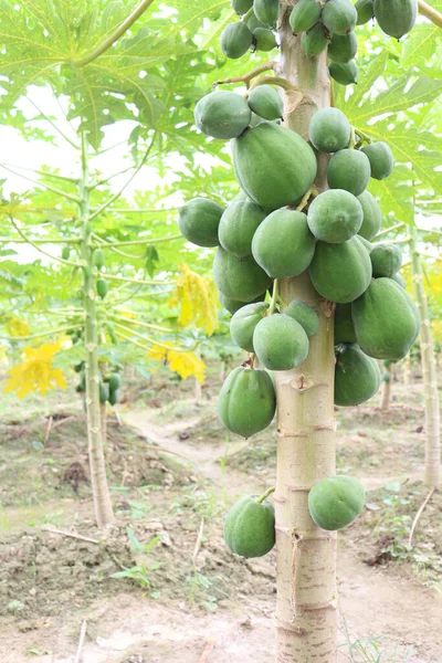 Groene Gezonde Rauwe Papaya Boerderij Voor Oogst — Stockfoto