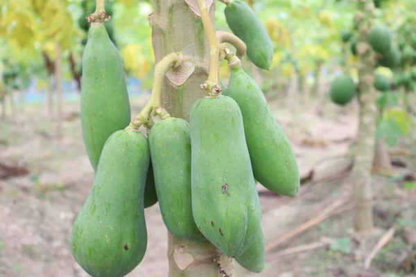 Groene Gezonde Rauwe Papaya Boerderij Voor Oogst — Stockfoto