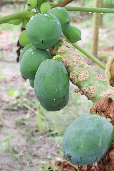 Green Healthy Raw Papaya Stock Tree Farm Harvest — Foto de Stock