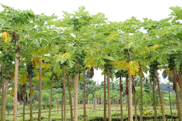 Grüne Und Gesunde Rohpapaya Brühe Auf Dem Baum Der Farm — Stockfoto