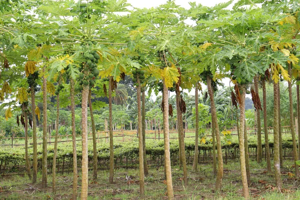 Zielone Zdrowe Surowce Papaja Drzewie Gospodarstwie Zbiorów — Zdjęcie stockowe