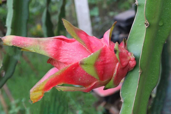 Fruto Dragão Árvore Empresa Para Colheita Venda — Fotografia de Stock