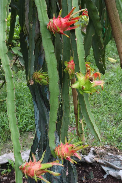 Fruto Dragão Árvore Empresa Para Colheita Venda — Fotografia de Stock