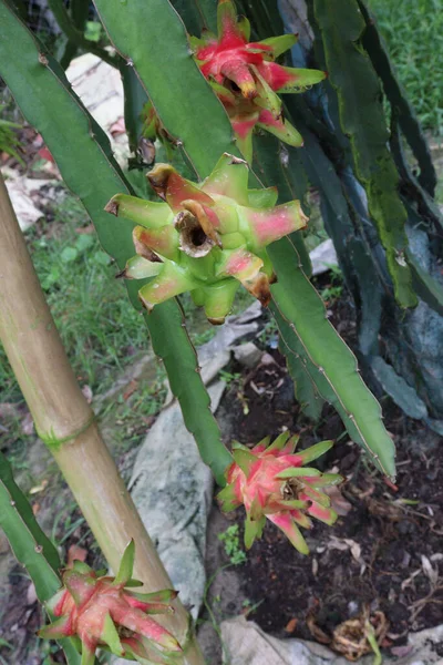 Fruto Dragão Árvore Empresa Para Colheita Venda — Fotografia de Stock