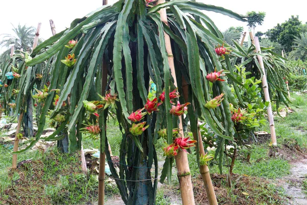 Fruto Del Dragón Árbol Firme Para Cosecha Venta —  Fotos de Stock