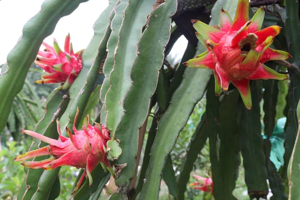 dragon fruit on tree in firm for harvest and sell