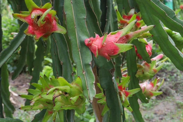 Fruto Dragão Árvore Empresa Para Colheita Venda — Fotografia de Stock