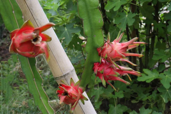 dragon fruit on tree in firm for harvest and sell