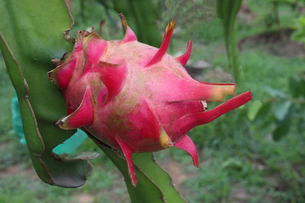 Fruto Dragão Árvore Empresa Para Colheita Venda — Fotografia de Stock