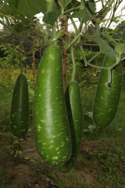 Çiftlikte hasat için şişe kabağı stoğu