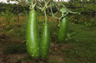 Çiftlikte hasat için şişe kabağı stoğu