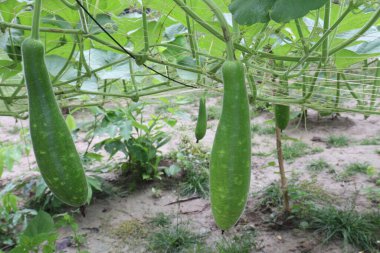 Çiftlikte hasat için şişe kabağı stoğu