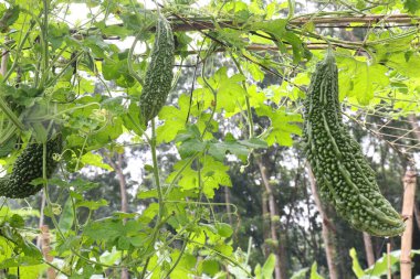 Hasat için çiftlikteki ağaçta sağlıklı çiğ kavun