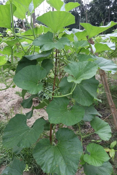 Flaschenkürbisblättervorrat Auf Dem Bauernhof Zur Ernte — Stockfoto