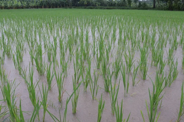 Зеленого Цвета Рисовая Ферма Поле Сбора Урожая — стоковое фото