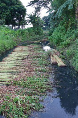 green raw jute tree farm on field for harvest