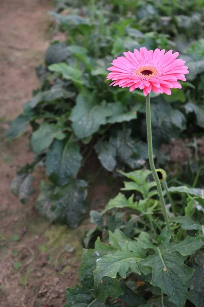 Ροζ Χρώμα Φάρμα Λουλουδιών Ζέρμπερα Για Συγκομιδή — Φωτογραφία Αρχείου