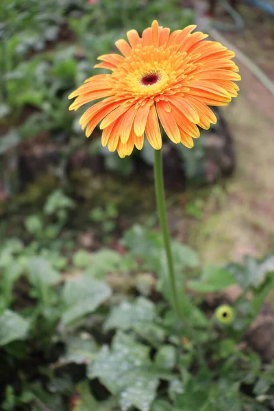 Yellow Colored Gerbera Flower Farm Harvest — Fotografia de Stock