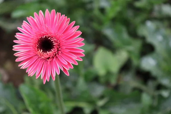 収穫のためのピンク色のガーベラの花の農場 — ストック写真