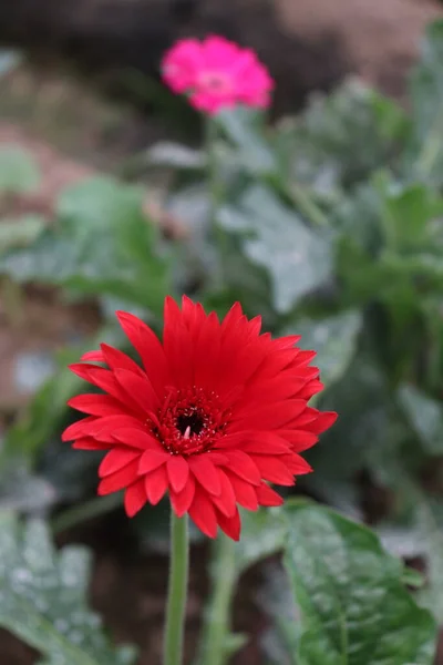 Red Colored Gerbera Flower Farm Harvest — Stockfoto