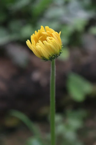 Квітка Гербери Жовтого Кольору Фермі Збору Врожаю — стокове фото