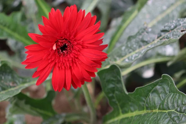 Red Colored Gerbera Flower Farm Harvest — ストック写真