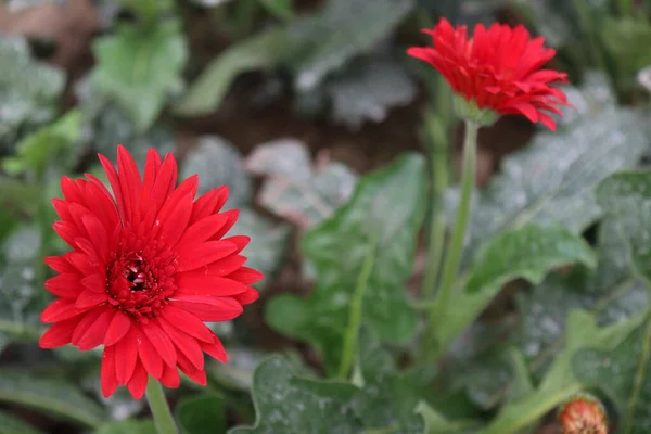 Red Colored Gerbera Flower Farm Harvest — Stock Photo, Image