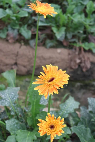 収穫のためのオレンジ色のガーベラの花の農場 — ストック写真