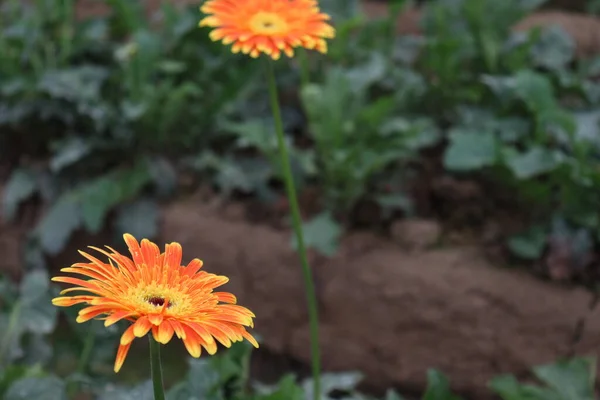 収穫のためのオレンジ色のガーベラの花の農場 — ストック写真