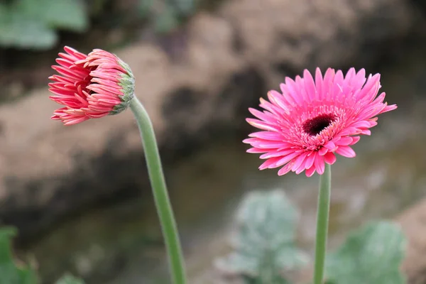 収穫のためのピンク色のガーベラの花の農場 — ストック写真