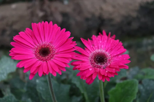 収穫のためのピンク色のガーベラの花の農場 — ストック写真