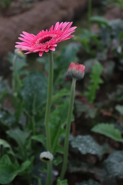 収穫のためのピンク色のガーベラの花の農場 — ストック写真