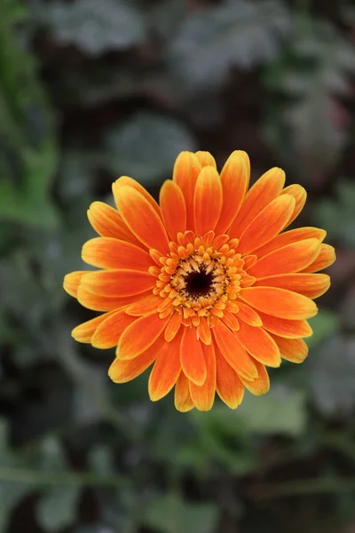 Granja Flores Gerberas Color Naranja Para Cosecha — Foto de Stock