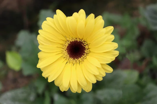 Granja Flores Gerberas Color Amarillo Para Cosecha — Foto de Stock