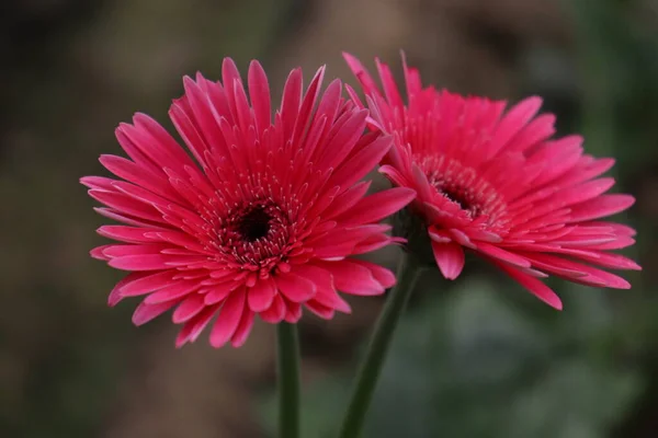 収穫のためのピンク色のガーベラの花の農場 — ストック写真