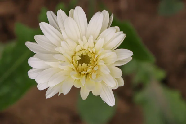 White Colored Gerbera Flower Farm Harvest — Stock Photo, Image