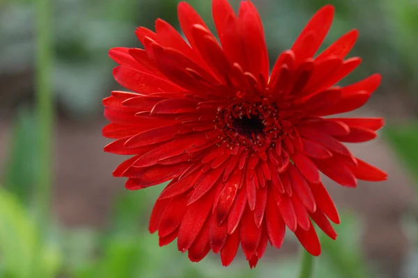 Red Colored Gerbera Flower Farm Harvest — Fotografia de Stock