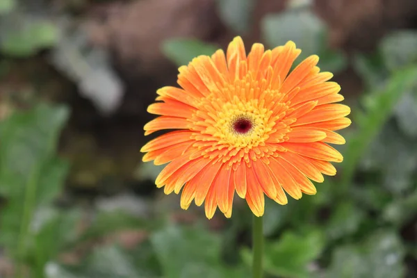 Ferme Fleurs Gerbera Couleur Orange Pour Récolte — Photo