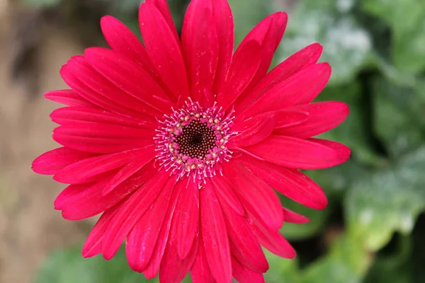 Red Colored Gerbera Flower Farm Harvest — Foto Stock