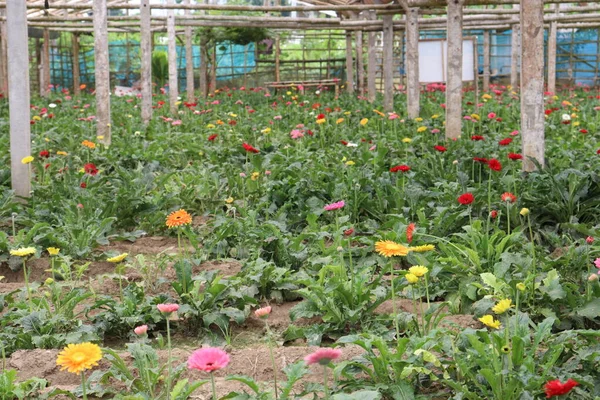 Gerbera Kwiat Ogród Gospodarstwie Zbiory — Zdjęcie stockowe