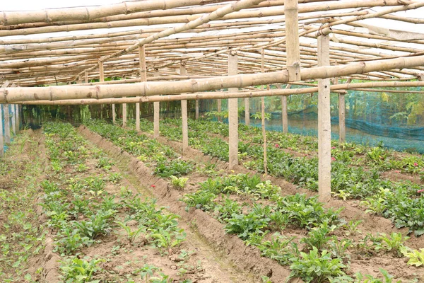 Gerbera Bloementuin Boerderij Voor Oogst — Stockfoto