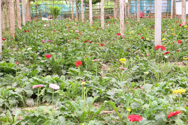 Çiftlikte Hasat Için Gerbera Çiçek Bahçesi — Stok fotoğraf